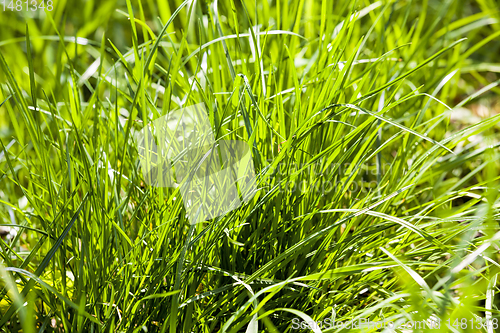 Image of natural green grass