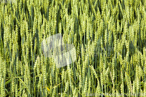 Image of organic green wheat