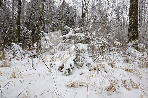 Image of coniferous trees, spruce