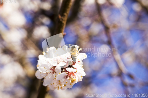 Image of apricot in the spring garden