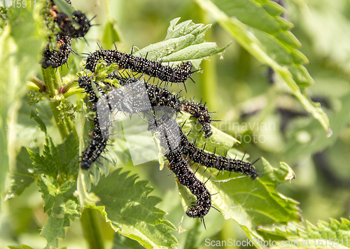 Image of Peacock butterfly caterpillars