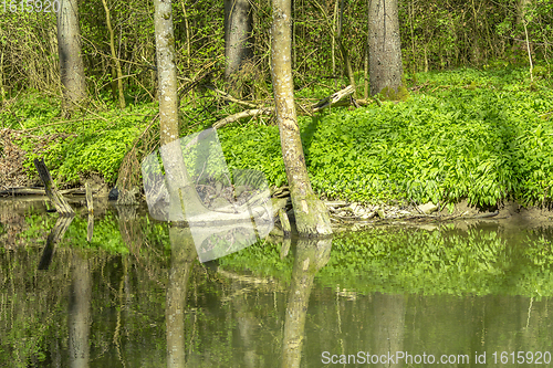 Image of waterside scenery at spring time