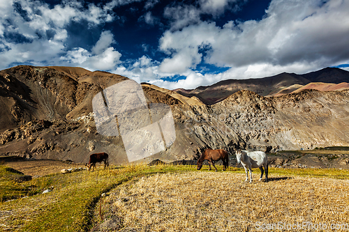 Image of Horses and cow grazing in Himalayas. Ladakh, India