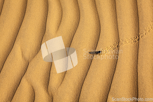 Image of Scarab (Scarabaeus) beetle on desert sand