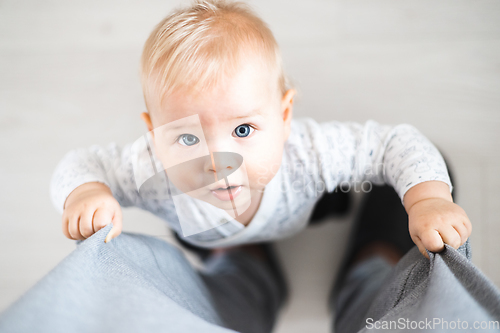 Image of Top down view of cheerful baby boy infant taking first steps holding to father's sweatpants at home. Cute baby boy learning to walk