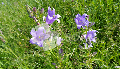 Image of beautiful Bluebells and different herbs in the summer field