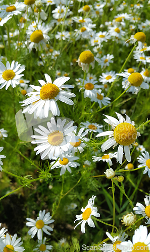 Image of Beautiful daisies in a summer field