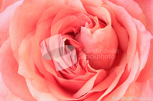 Image of Beautiful flower of delicate pink rose