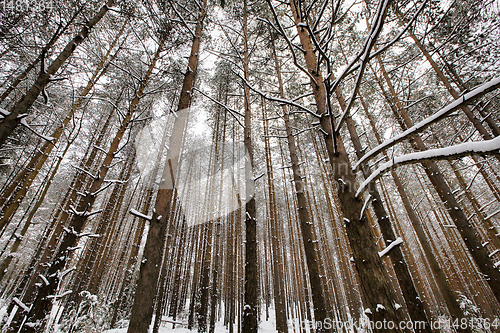Image of pine trees in winter
