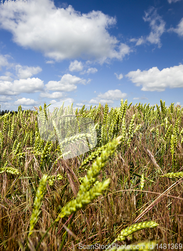 Image of real organic green wheat