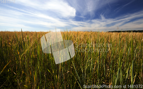 Image of summer agricultural field