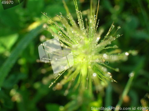 Image of grass with dew