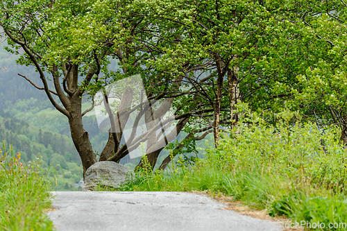 Image of trees and bushes along the path