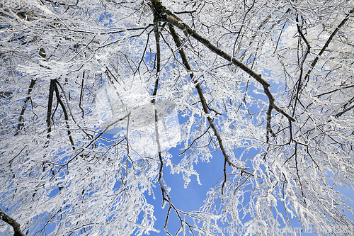 Image of snow covered deciduous birch trees