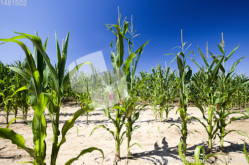 Image of poorly grown sweet corn in the agricultural field