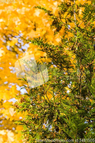 Image of evergreen fir tree, close-up