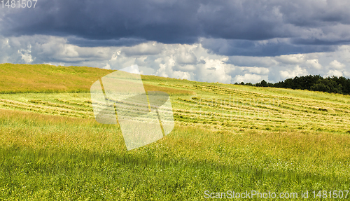 Image of green immature rapeseed