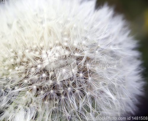 Image of beautiful white dandelion