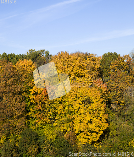Image of deciduous trees in the autumn
