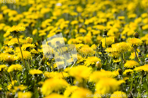 Image of real wild yellow beautiful dandelions