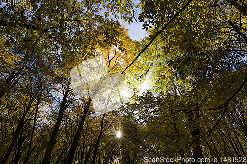 Image of deciduous trees in the autumn