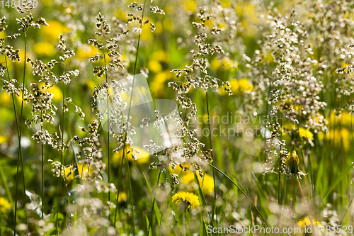 Image of grass and yellow dandelions