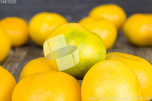 Image of whole large orange tangerines