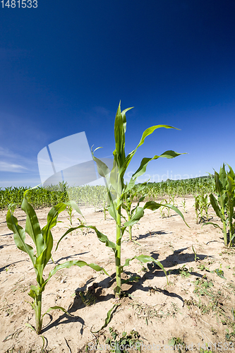 Image of poorly grown sweet corn in the agricultural field