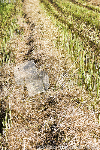 Image of agricultural fields with wheat or rye