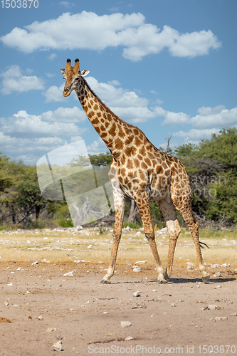 Image of South African giraffe, Africa Namibia safari wildlife