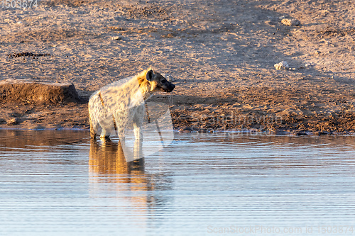 Image of Spotted hyena drinking water Namibia, Africa safari wildlife