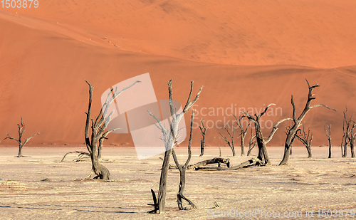 Image of dry acacia tree in dead in Sossusvlei, Namibia