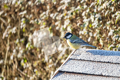 Image of beautiful small bird great tit on bird feeder