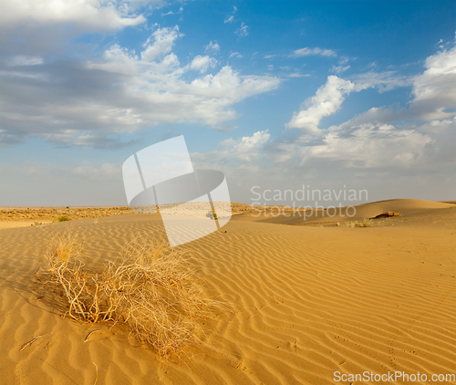 Image of Dunes of Thar Desert, Rajasthan, India