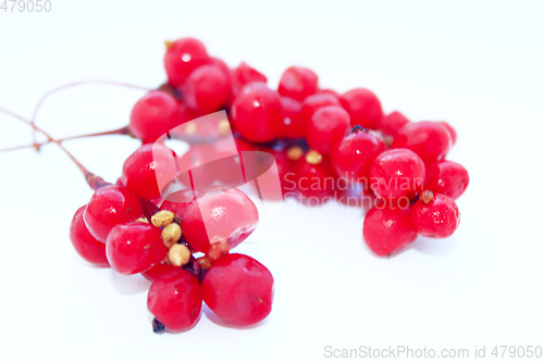 Image of branch of red ripe schisandra isolated