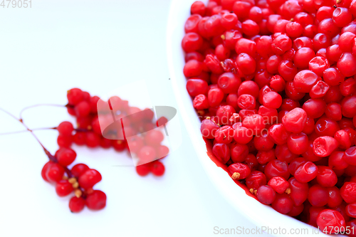 Image of branches and full plate of red ripe schisandra isolated