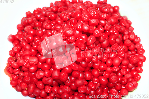 Image of heap of red and ripe berries of schisandra isolated