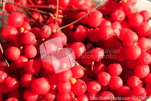 Image of harvest of red schisandra