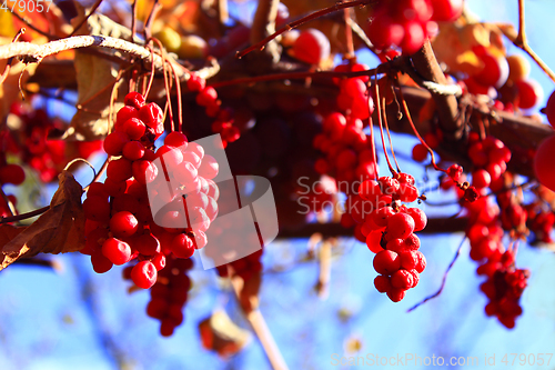 Image of branch of red ripe schisandra 