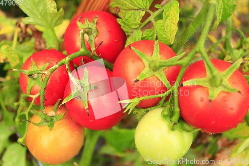 Image of red tomatoes in the bush