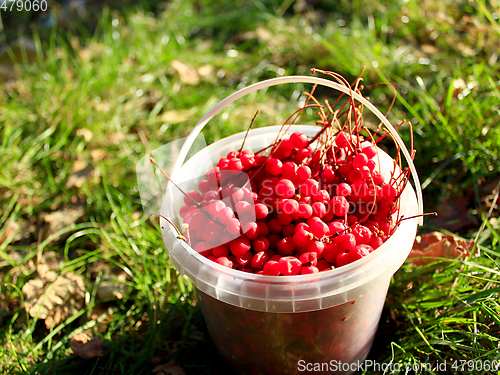 Image of red ripe schisandra in the bucket