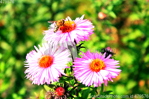 Image of bee sitting on the asters 