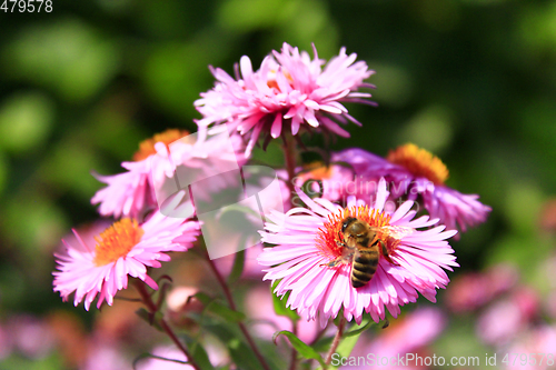 Image of bee sitting on the asters 
