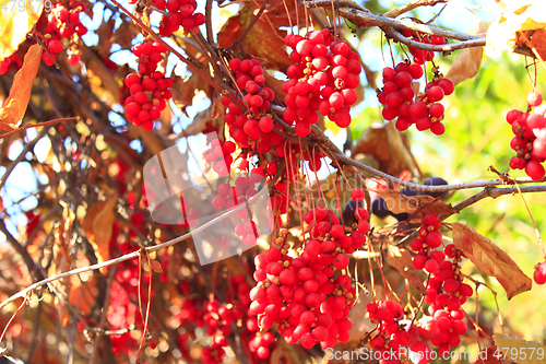 Image of branch of red ripe schisandra 