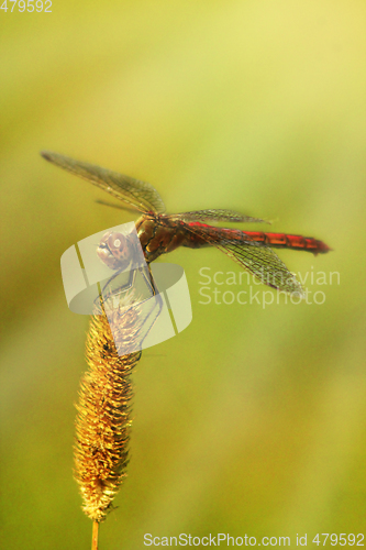 Image of dragonfly sitting on the dry blade