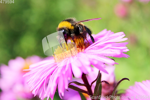 Image of bumblebee sitting on the asters 