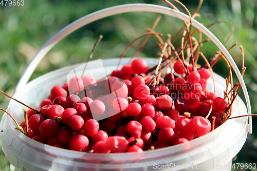 Image of red ripe schisandra in the bucket