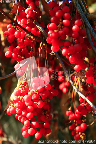 Image of big branches of schisandra 