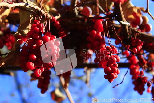 Image of big branches of schisandra 