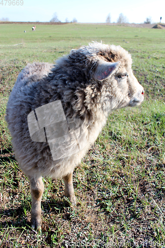 Image of sheep on the grass